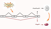 Signaling pathways can induce changes in splicing patterns so as to alter which protein is encoded by a given gene. Credit: Kristen Lynch, PhD, University of Pennsylvania School of Medicine